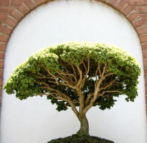 bonsai