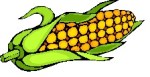 corn