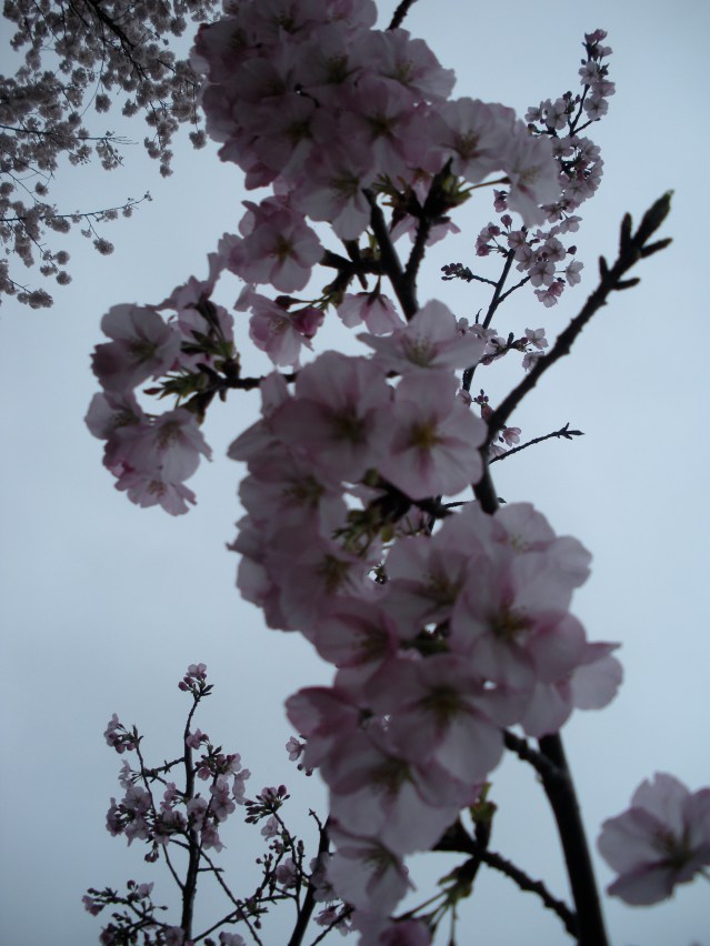 Cherry Blossoms